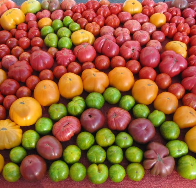 Tomato Rainbow Cedar Ridge